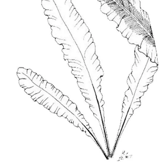 thumbnail for publication: Asplenium nidus Birds's Nest Fern